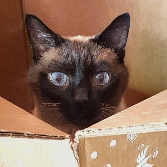 Meet your Posher, Sally - Picture 2 of 3